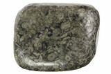 Tumbled Crinoidal Limestone Pieces - Fossil Crinoids - Photo 2